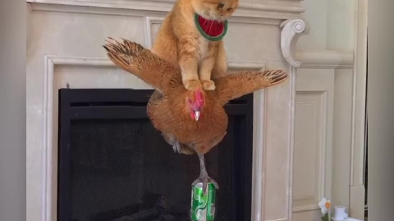 Funny Animals 😅