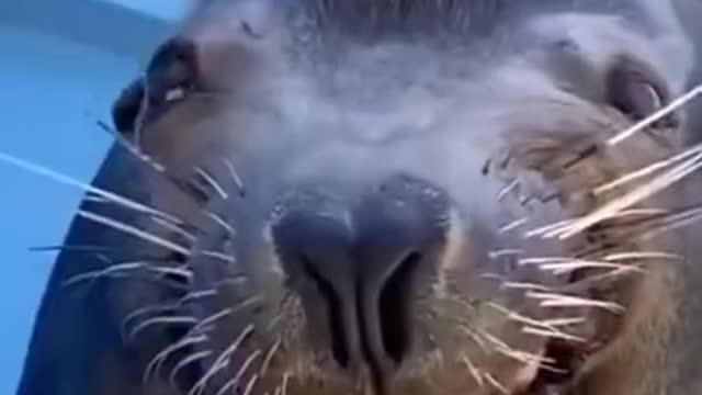 funny animals crazy animals