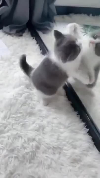 Cute Cats #Shorts Funny video #shorts