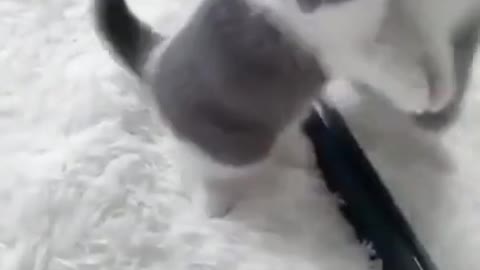 Cute Cats #Shorts Funny video #shorts