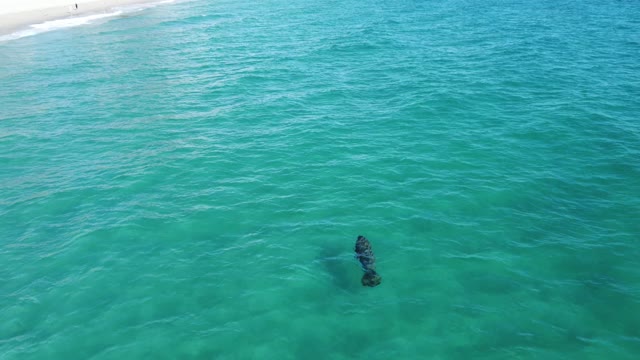 Rarely seen ! Great manatee swims on the shores of the Atlantic Ocean