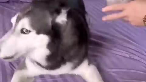 Funny video 🐈😺😂😂