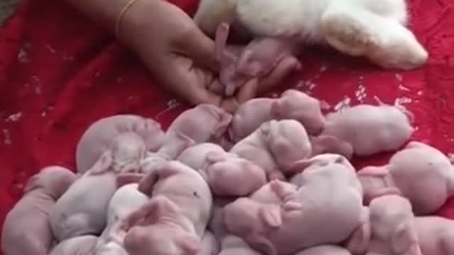 Mother rabbit giving birth🥺💔 #shorts #rabbit #rabbitbirth #firstshortvideo