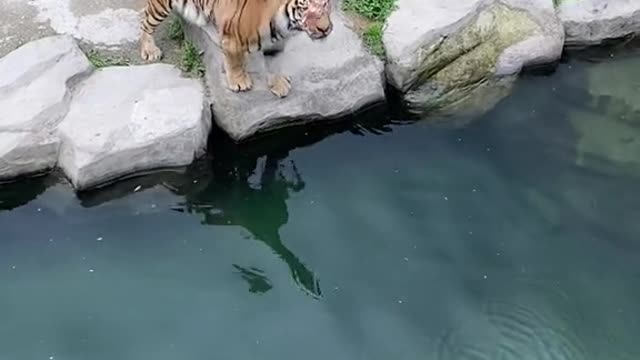 tigers