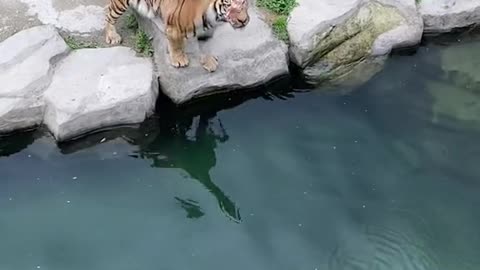 tigers