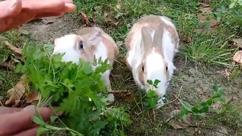 cute rabbit | cute animals video compilation | baby bunny-19