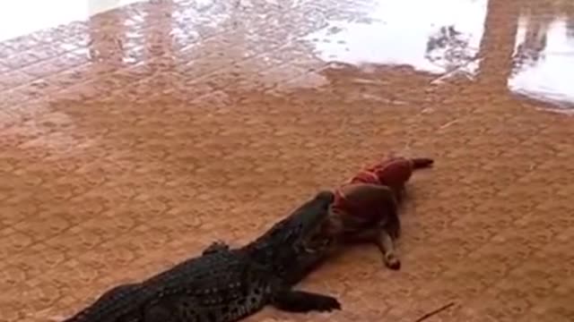 Man slides into Alligators mouth🤯🐊