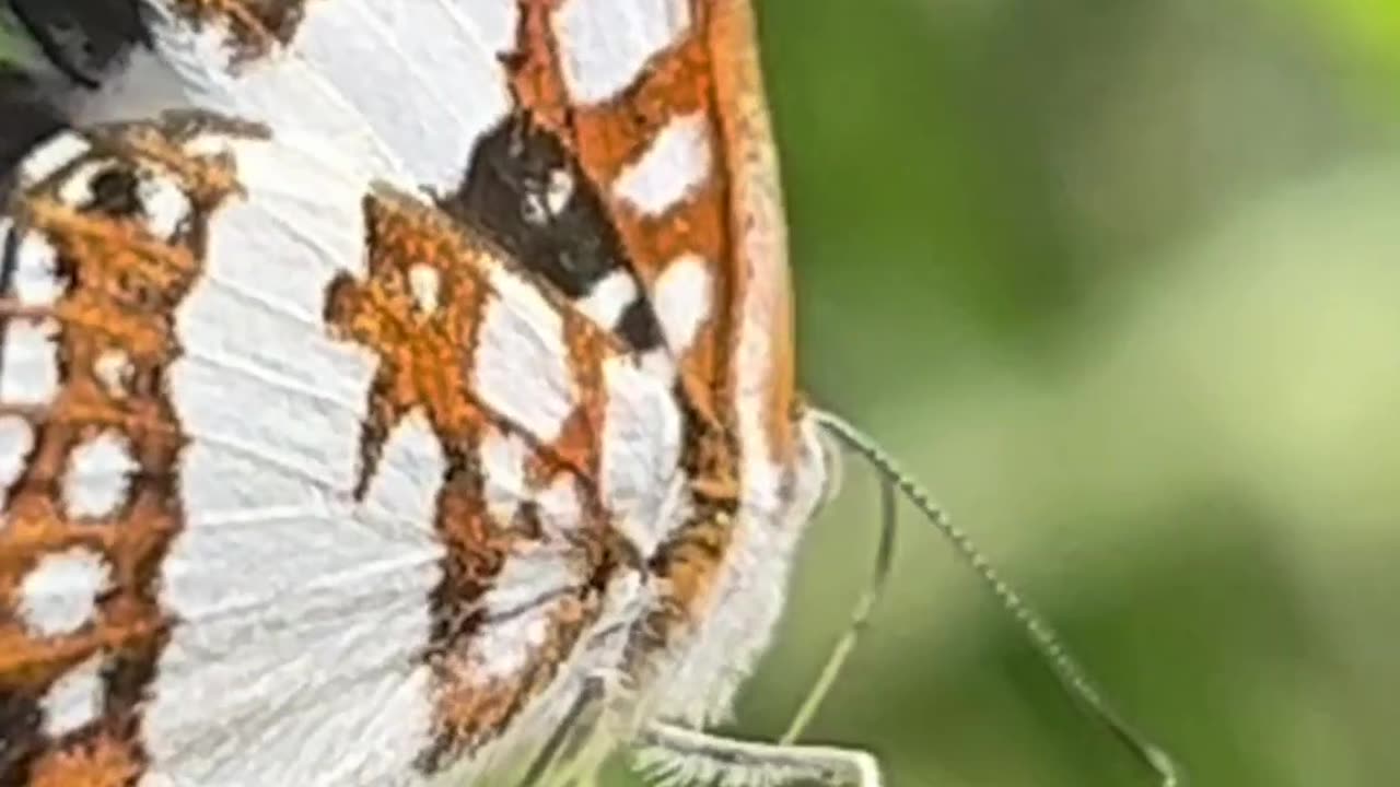 Borboletas no Pantanal, Riodinidae