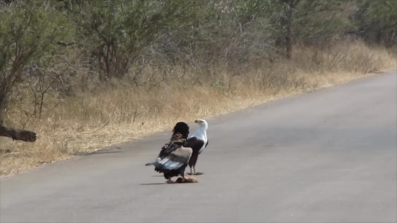 African Eagle Tries Snatching Bateleur’s Prey but Fails Then a Tawny Eagle Gets It