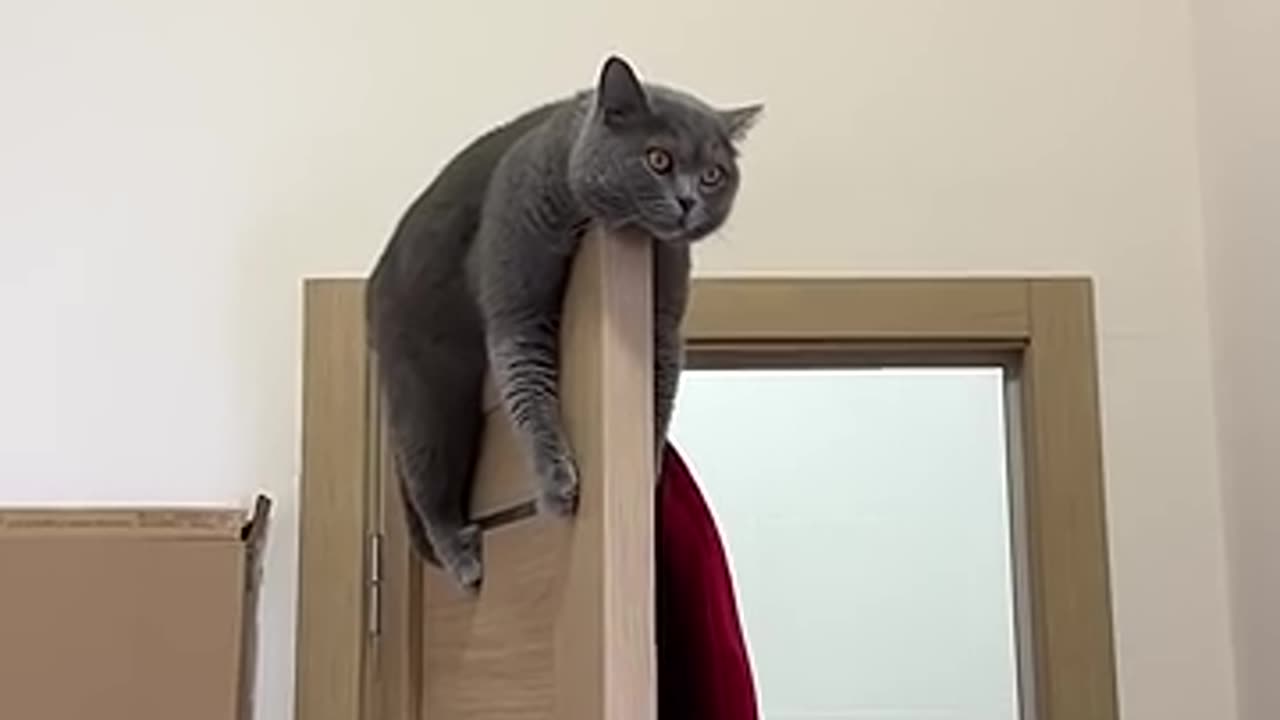 Funny cute cat playing like small kids