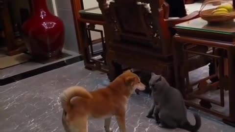 Funny and crazy dog and cat with rat video