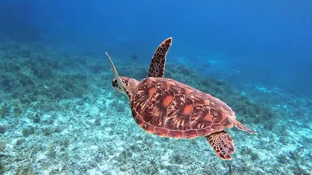 turtle's camera perspective