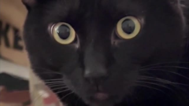 Adopting a Cat from a Shelter Vlog - Cute Precious Piper Has Very Beautiful Eyes #shorts