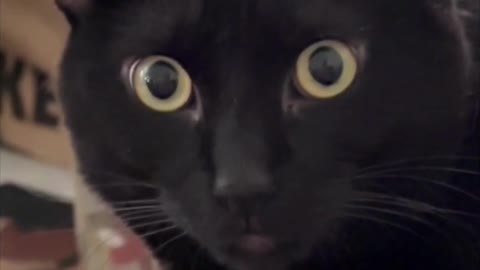Adopting a Cat from a Shelter Vlog - Cute Precious Piper Has Very Beautiful Eyes #shorts