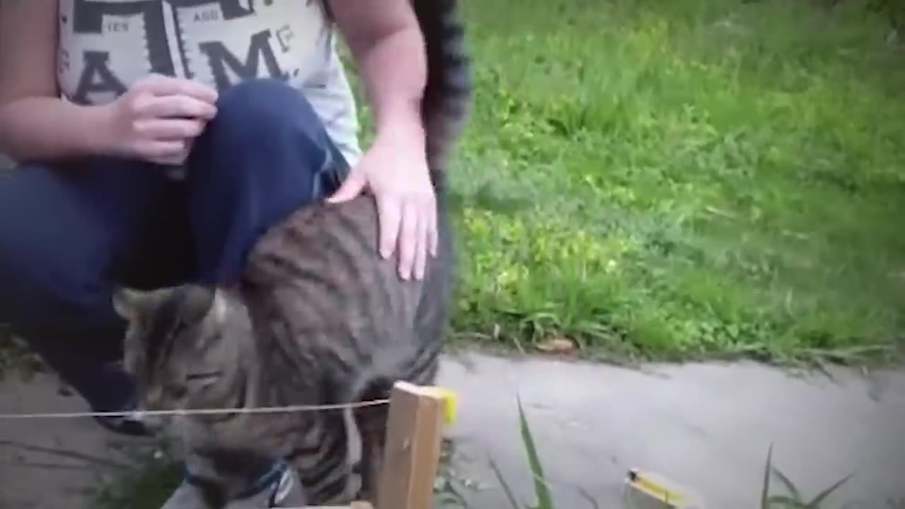 Shocking moment animals touch electric wire