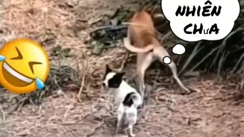Animal lover funny dog