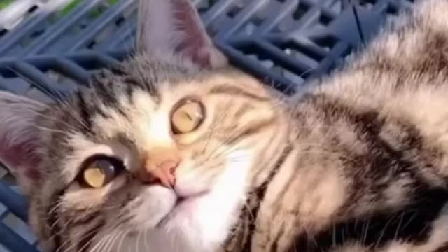 best animal funny cats videos 2021 || Funny Cats