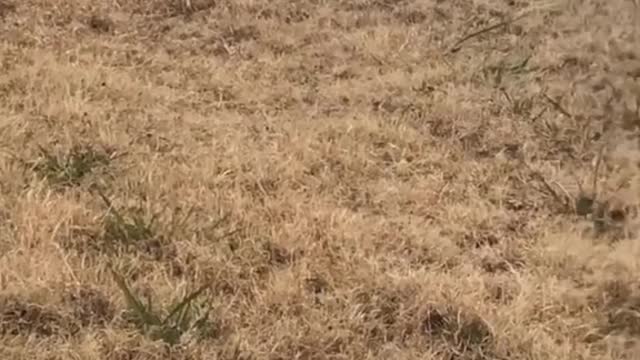 Zoomies#fyp#animal