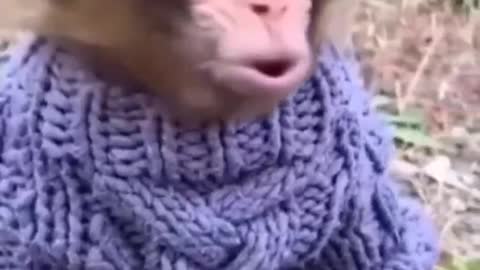 Monkey funny style