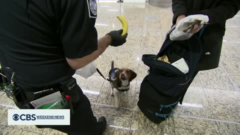 Beagles sniff out food smugglers at Atlanta airport