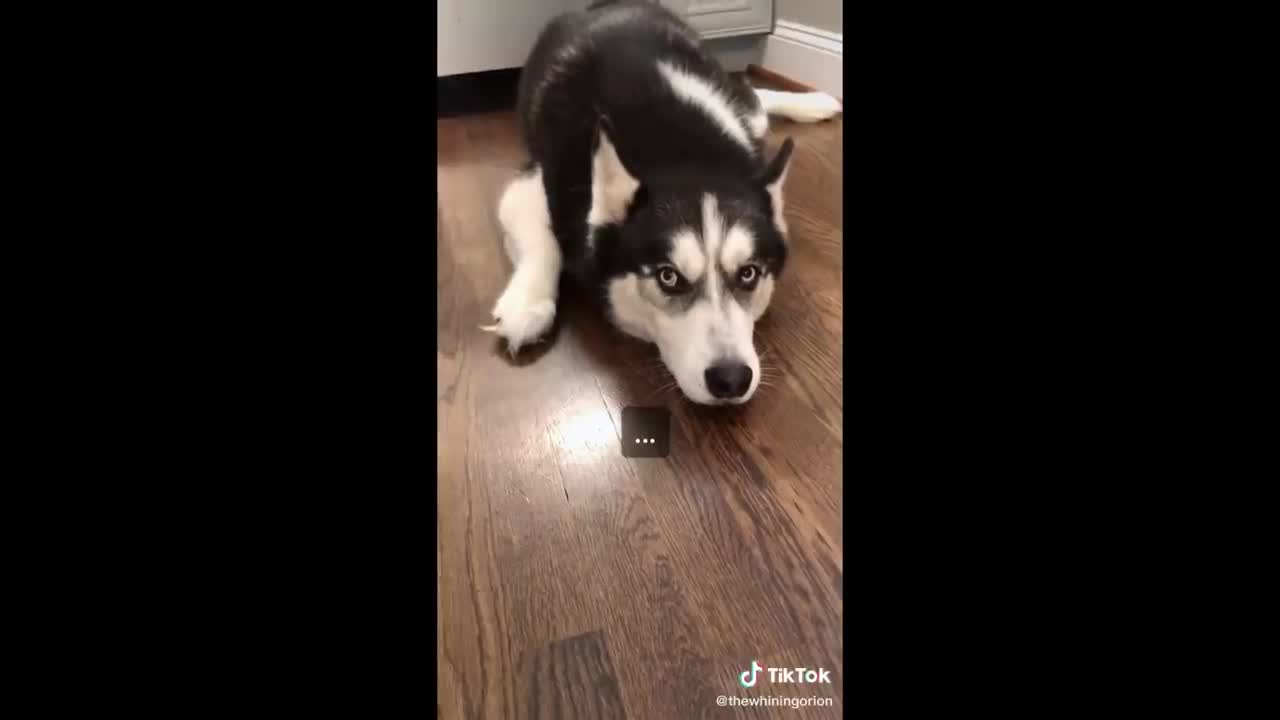 funny animals on tiktok