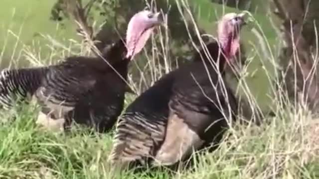 Turkeys Want a Turkey Sandwich
