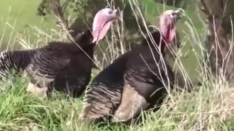 Turkeys Want a Turkey Sandwich