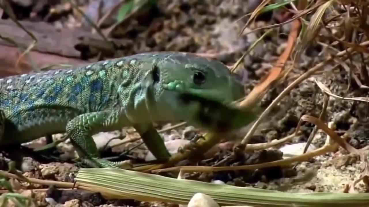 Praying Mantis attacks and eats Lizard