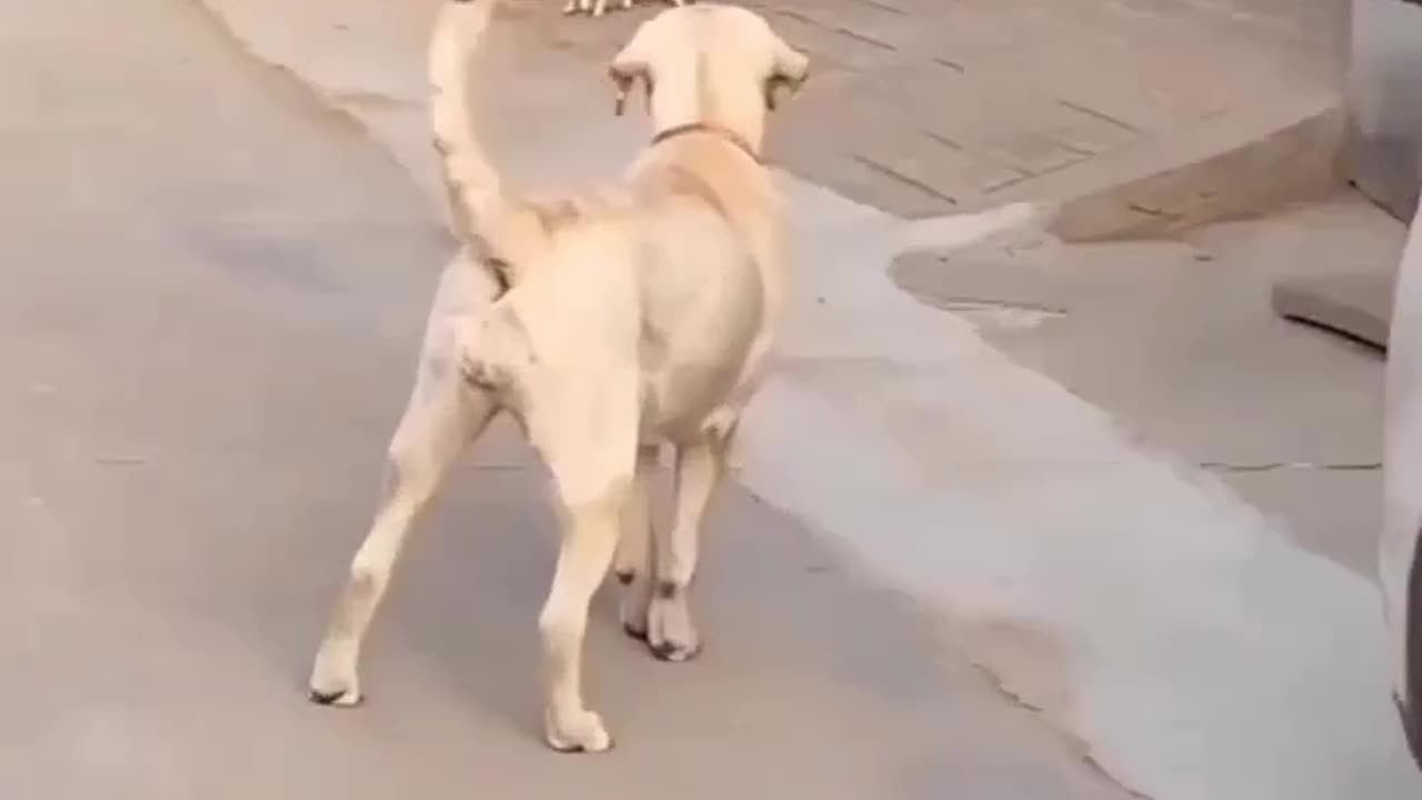 🐕 Dog and his kids