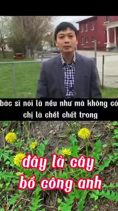 Bồ Công Anh trị ung thư máu.