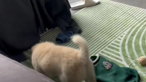 Pet Baby