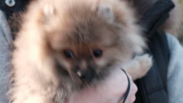 Funny Pomeranian puppy in the hands of the mistress