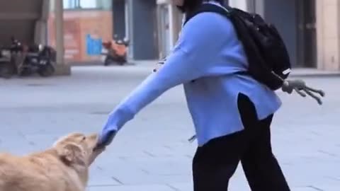 Dog helping video