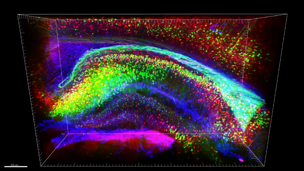 DARPA: Neuro Function, Activity, Structure, and Technology (Neuro-FAST) (CLARITY) (N3)