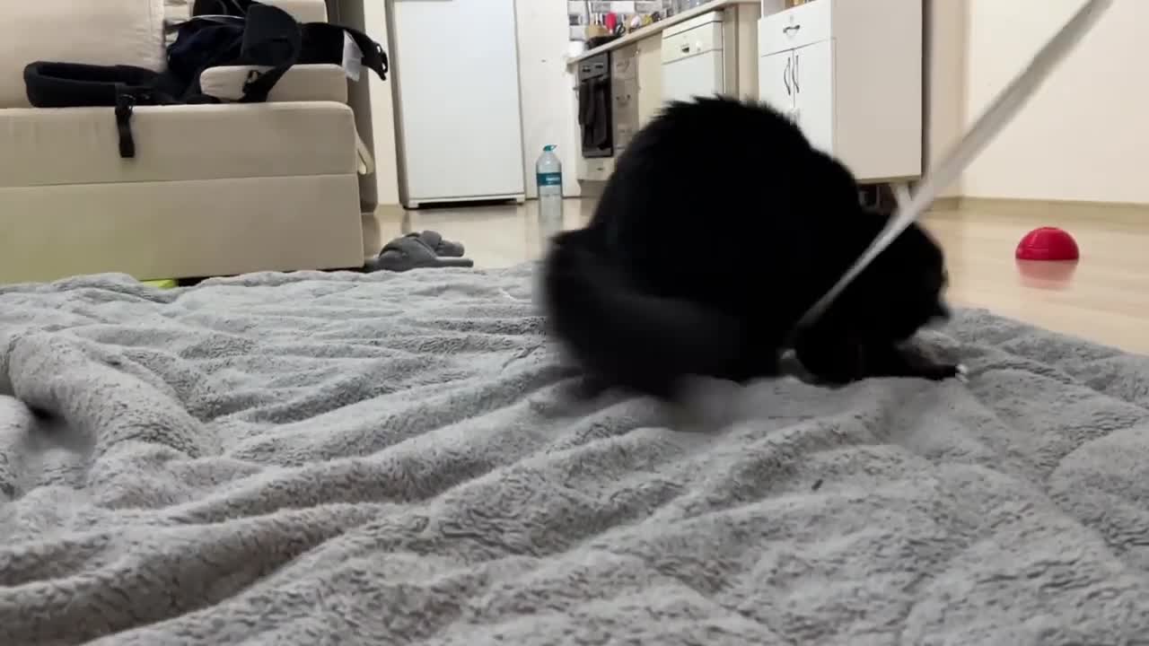 Cats in hunting mode | Cat butt wiggle