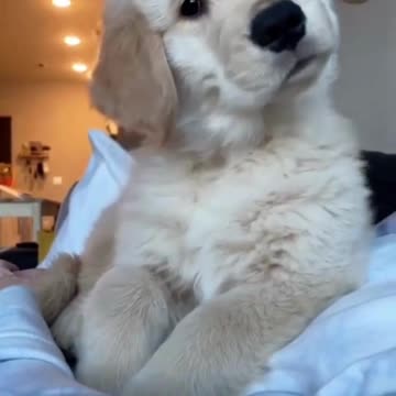 What is that sound? Cute dog reacting to sound.