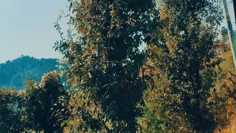 Relaxing Music | Sleeping, Meditation, Stress Relief | [6876] ⭐️