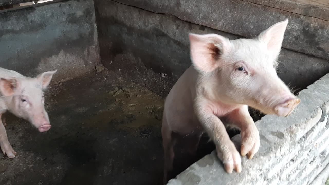 Ngasi makan babi