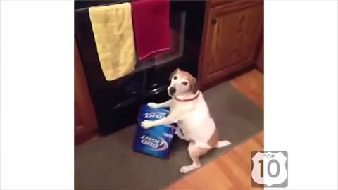 cool compilation with funny dogs