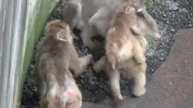 #viral #video Fanny comedy video comedy video मजेदार वीडियो