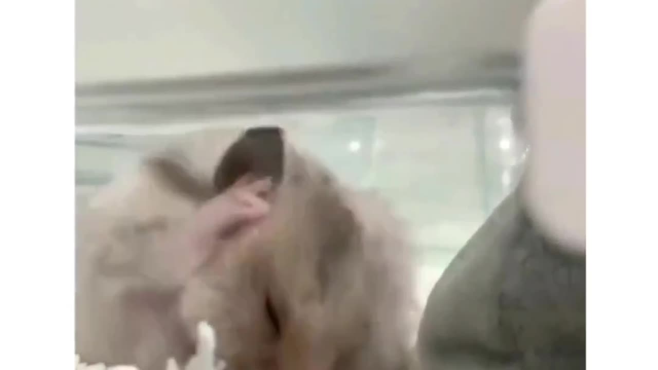 Funny videos