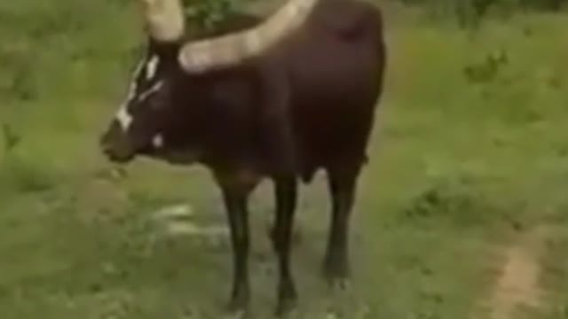 Oh, my God. Why does this cow have three horns?