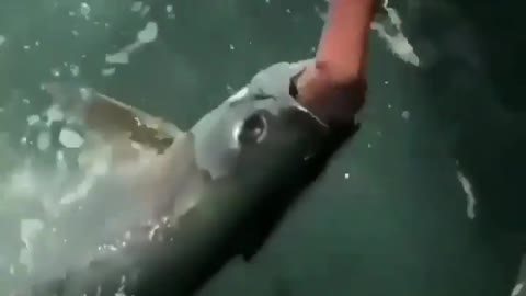 This is a beautiful and charming water-dwelling species