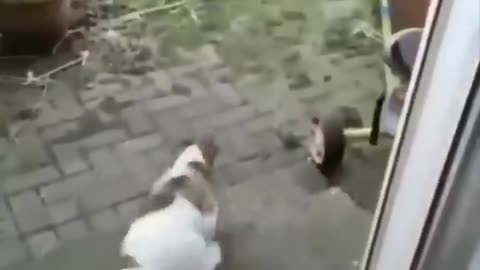 Funny cats and dogs short video .