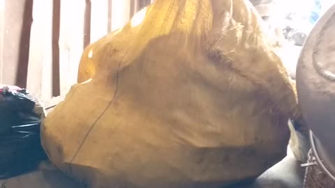 Watch this to laugh out loud