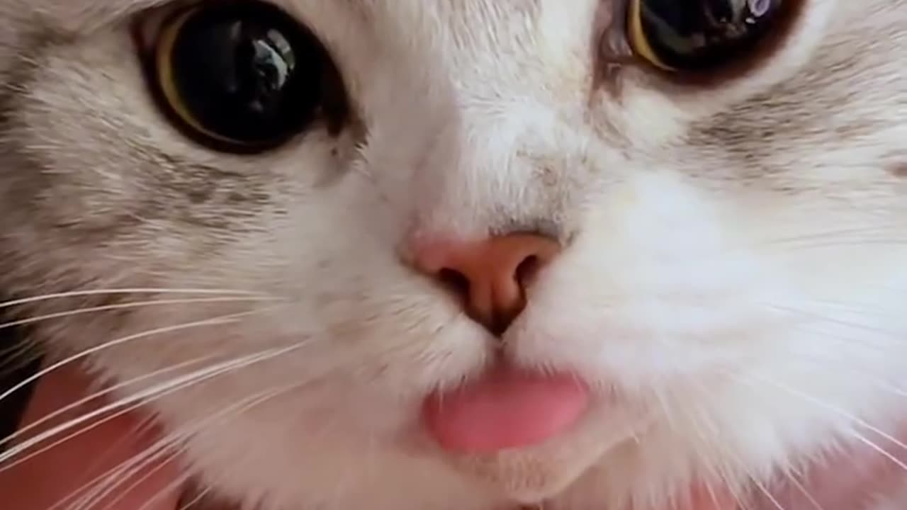 Aww Funny Cats Videos 2024 😅 - Best Funniest Animal Videos Of The week #!