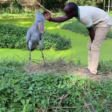 Prehistoric bird ? 😱