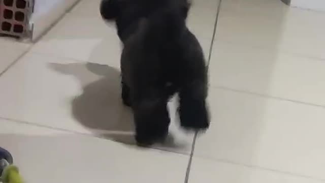 she likes this toy