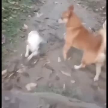 Funny Animal video : Cute Dogs