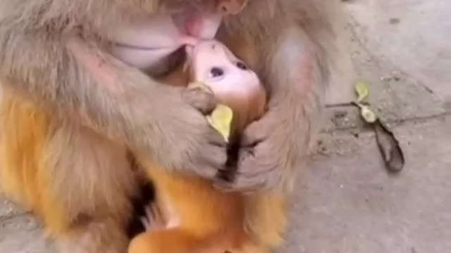 Monkey drinking milk in kids